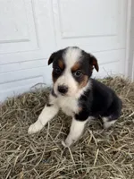 Riley, a female Border Collie for sale in Shipshewana, IN – Photo 4 of 6
