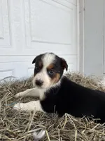 Riley, a female Border Collie for sale in Shipshewana, IN – Photo 1 of 6