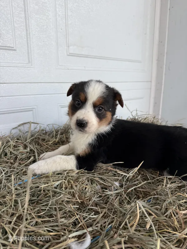Riley – Australian Cattle Dog, Border Collie puppy for sale in Shipshewana, IN