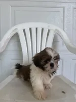 Poppy, a female Shih Tzu for sale in Shipshewana, IN – 2 of 5