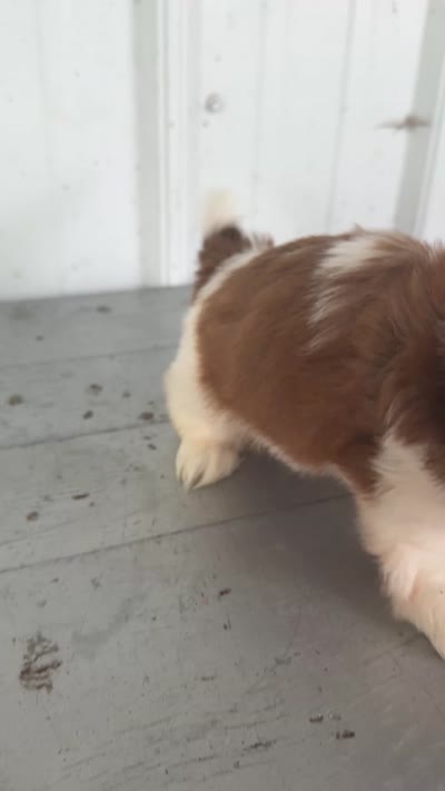 Samantha, a female Shih Tzu for sale in Shipshewana, IN – 6 of 6