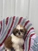 Poppy, a female Shih Tzu for sale in Shipshewana, IN – 3 of 6