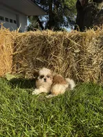 Skie, a female Shih Tzu for sale in Shipshewana, IN – 5 of 5