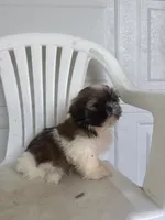 Gracie , a female Shih Tzu for sale in Shipshewana, IN – 2 of 6