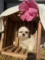 Maverick, a male Shih Tzu for sale in Shipshewana, IN – 2 of 6