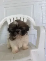 Gracie , a female Shih Tzu for sale in Shipshewana, IN – 5 of 6