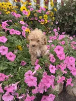 Bella, a female Poodle - Toy  for sale in Shipshewana, IN – 4 of 7