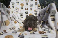Zach, a male French Bulldog for sale in Shipshewana, IN – 6 of 6