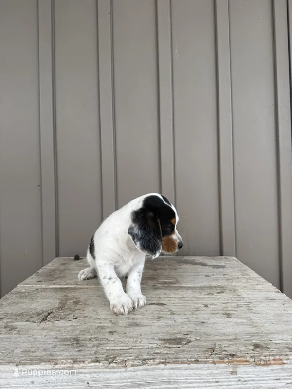 Max – Beagle, Poodle - Toy  puppy for sale in Shipshewana, IN