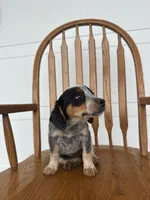Layla, a female Australian Cattle Dog and Beagle for sale in Shipshewana, IN – 5 of 5