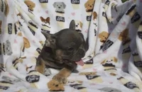 Simba, a male French Bulldog for sale in Shipshewana, IN – 5 of 6
