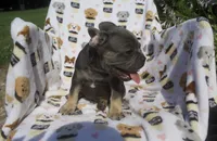 Aidan, a male French Bulldog for sale in Shipshewana, IN – 4 of 6