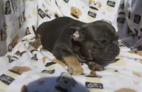 stella , a female French Bulldog for sale in Shipshewana, IN – 4 of 5