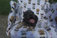 Aidan, a male French Bulldog for sale in Shipshewana, IN – 5 of 6