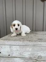 Charles, a male Beagle and Poodle - Toy  for sale in Shipshewana, IN – 3 of 5