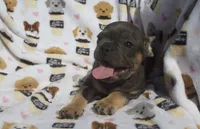 Simba, a male French Bulldog for sale in Shipshewana, IN – 2 of 6