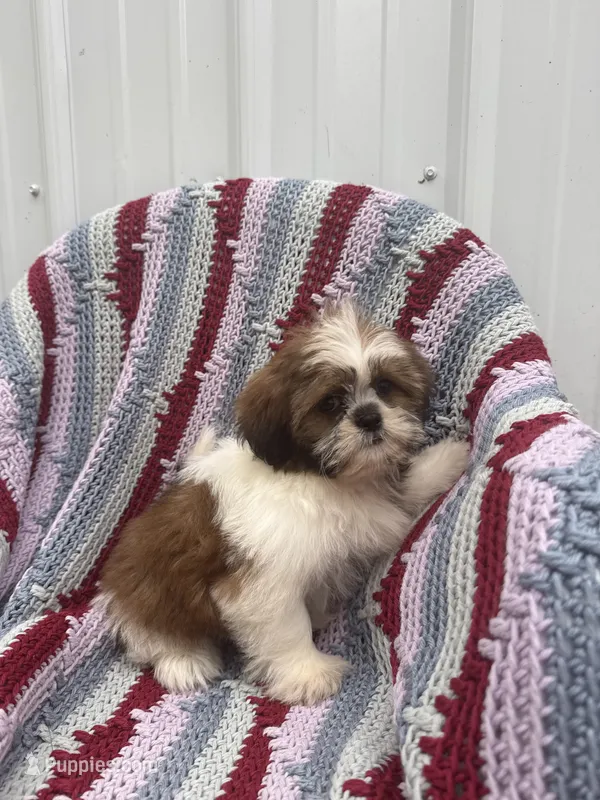 Poppy – Shih Tzu puppy for sale in Shipshewana, IN