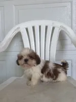 Travis, a male Shih Tzu for sale in Shipshewana, IN – 2 of 5