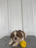 Sally, a female Shih Tzu for sale in Shipshewana, IN – 5 of 6
