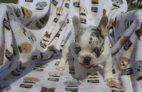 Lola, a female French Bulldog for sale in Shipshewana, IN – 3 of 4