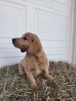 Louie, a male Goldendoodle and Poodle - Standard  for sale in Shipshewana, IN – Photo 5 of 6