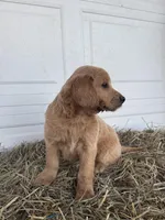 Louie, a male Goldendoodle and Poodle - Standard  for sale in Shipshewana, IN – Photo 6 of 6