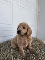 Louie, a male Goldendoodle and Poodle - Standard  for sale in Shipshewana, IN – Photo 4 of 6