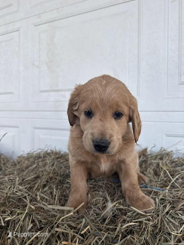 Louie – Goldendoodle, Poodle - Standard  puppy for sale in Shipshewana, IN