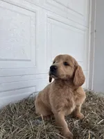 Louie, a male Goldendoodle and Poodle - Standard  for sale in Shipshewana, IN – Photo 2 of 6