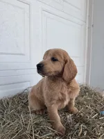 Louie, a male Goldendoodle and Poodle - Standard  for sale in Shipshewana, IN – Photo 3 of 6