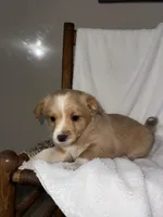 Rocky, a male American Eskimo and Australian Shepherd for sale in Shipshewana, IN – Photo 1 of 6