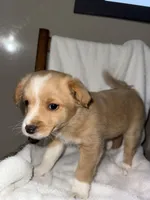 Rocky, a male American Eskimo and Australian Shepherd for sale in Shipshewana, IN – Photo 4 of 6