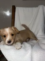 Rocky, a male American Eskimo and Australian Shepherd for sale in Shipshewana, IN – Photo 3 of 6