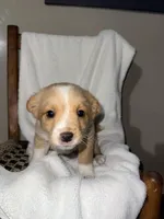 Rocky, a male American Eskimo and Australian Shepherd for sale in Shipshewana, IN – Photo 2 of 6