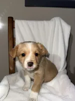 Rocky, a male American Eskimo and Australian Shepherd for sale in Shipshewana, IN – Photo 5 of 6