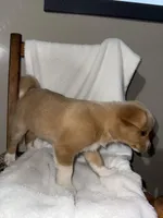 Rocky, a male American Eskimo and Australian Shepherd for sale in Shipshewana, IN – Photo 6 of 6