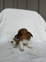 Jasmine, a female American Eskimo and Dachshund for sale in Shipshewana, IN – Photo 2 of 4