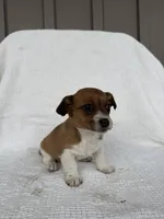 Jasmine, a female American Eskimo and Dachshund for sale in Shipshewana, IN – Photo 3 of 4