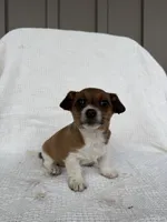 Jasmine, a female American Eskimo and Dachshund for sale in Shipshewana, IN – Photo 4 of 4