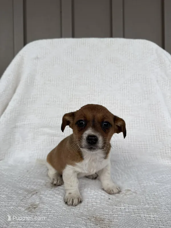 Jasmine – American Eskimo, Dachshund puppy for sale in Shipshewana, IN