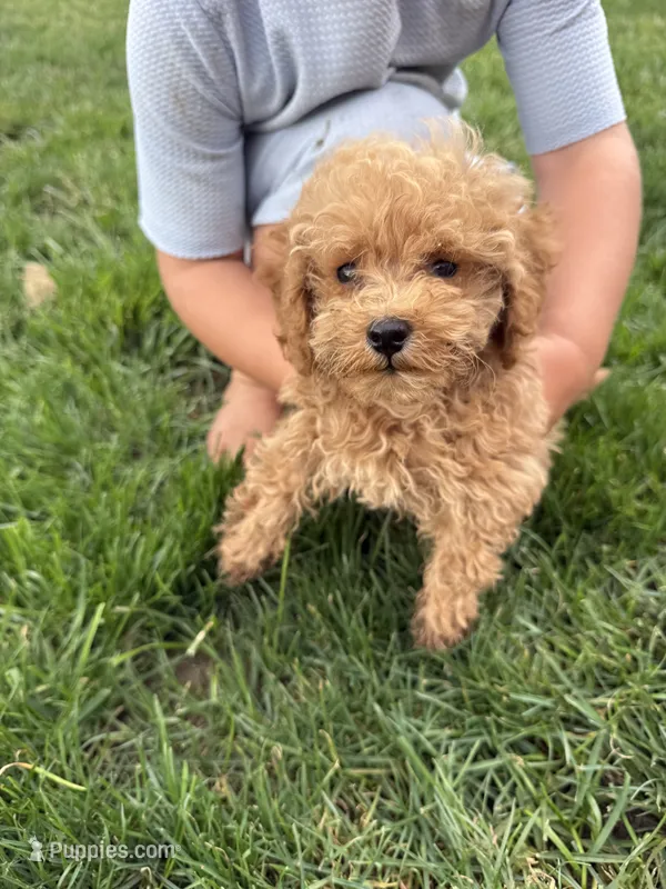 Johnny – Poodle - Toy  puppy for sale in Shipshewana, IN