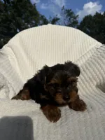 Leah, a female Yorkshire Terrier for sale in Shipshewana, IN – 2 of 4