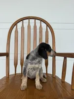 Josie, a female Australian Cattle Dog and Beagle for sale in Shipshewana, IN – 4 of 4