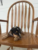 Jade, a female Australian Cattle Dog and Beagle for sale in Shipshewana, IN – 2 of 4