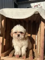 Issac, a male Shih Tzu for sale in Shipshewana, IN – 1 of 7