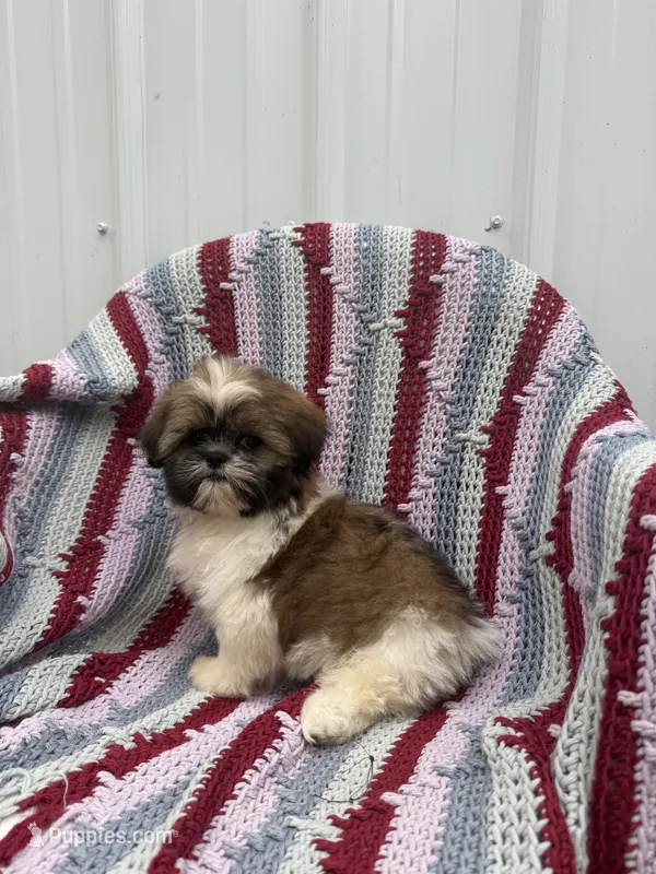 Gracie  – Shih Tzu puppy for sale in Shipshewana, IN