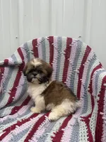Gracie , a female Shih Tzu for sale in Shipshewana, IN – 1 of 6