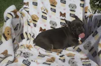 stella , a female French Bulldog for sale in Shipshewana, IN – 2 of 5