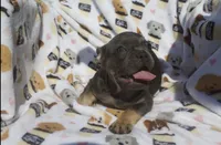 stella , a female French Bulldog for sale in Shipshewana, IN – 3 of 5