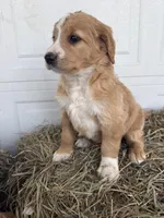 Benny, a male Goldendoodle and Poodle - Standard  for sale in Shipshewana, IN – Photo 3 of 4